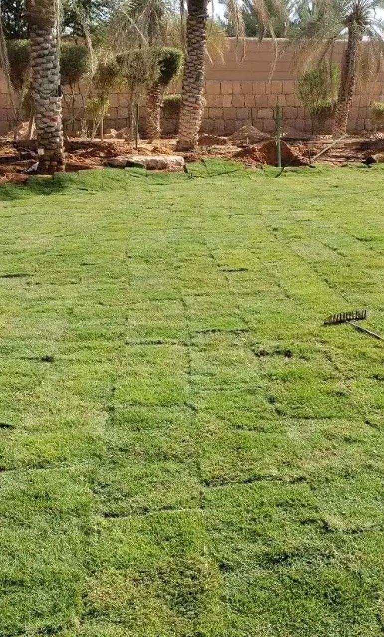 ثيل طبيعي بعد التركيب من أعمال الحيتان