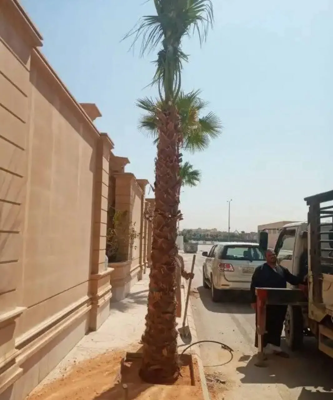 النخيل والأشجار