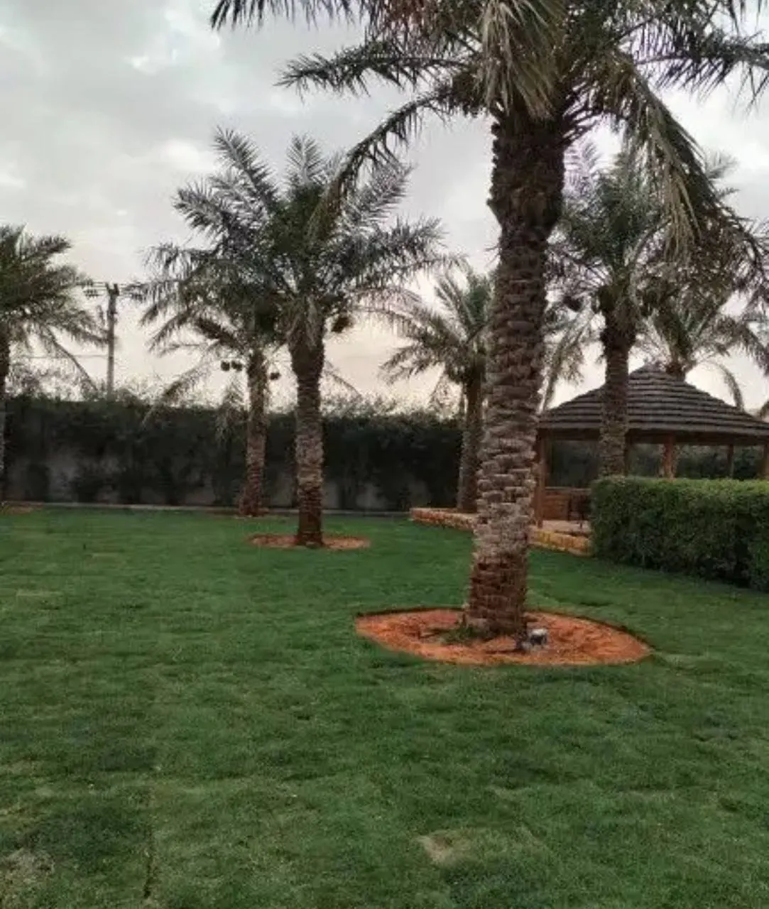 نخيل وأشجار