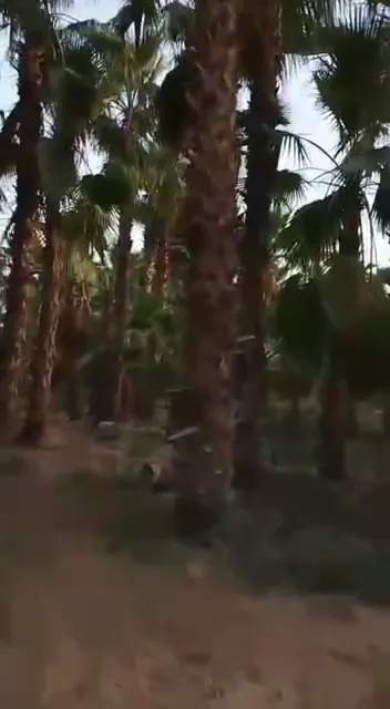 فيديو نخيل وأشجار من أعمال الحيتان